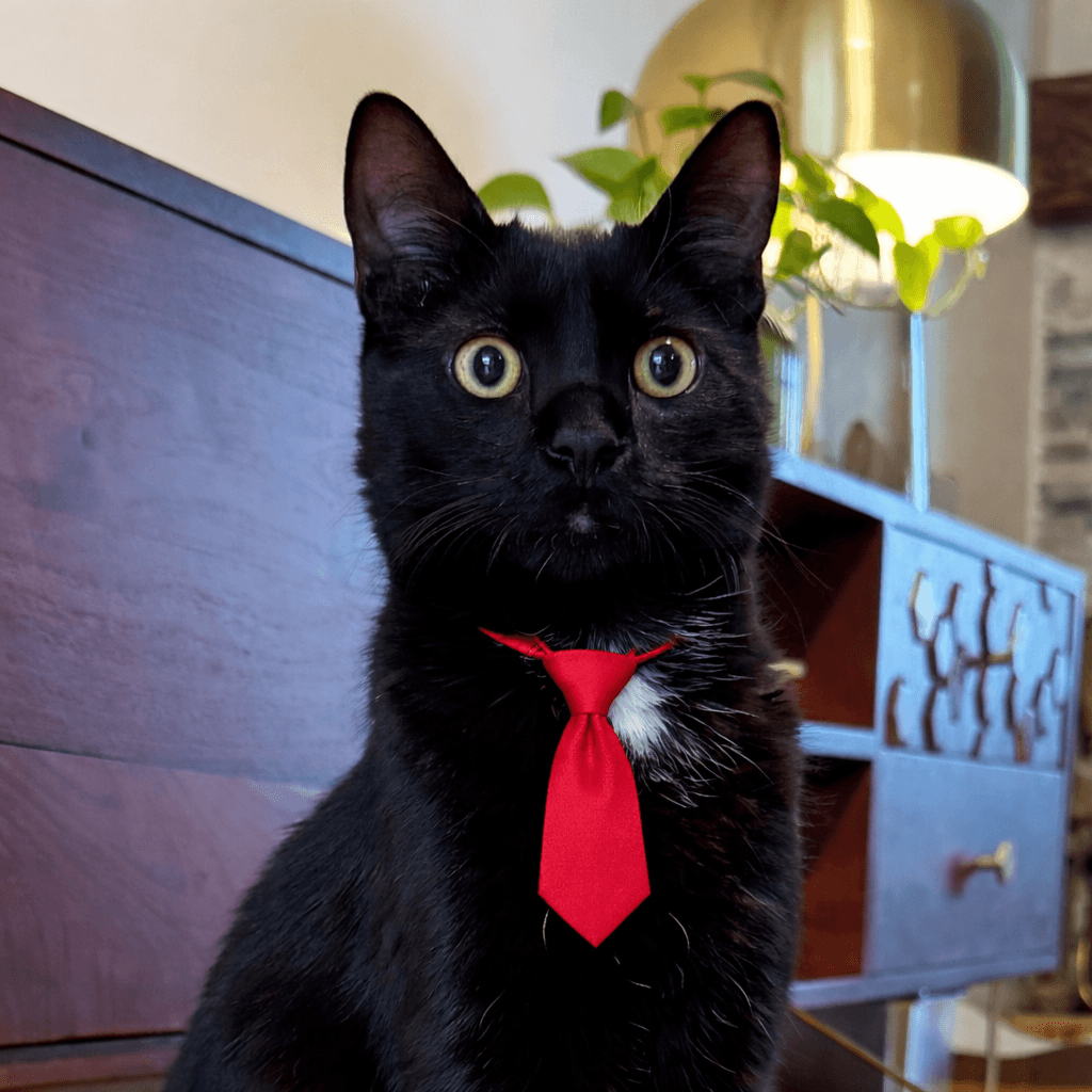 Pishi the black cat in a red tie